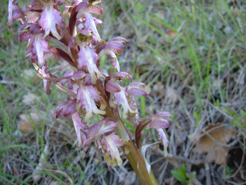 Barlia robertiana